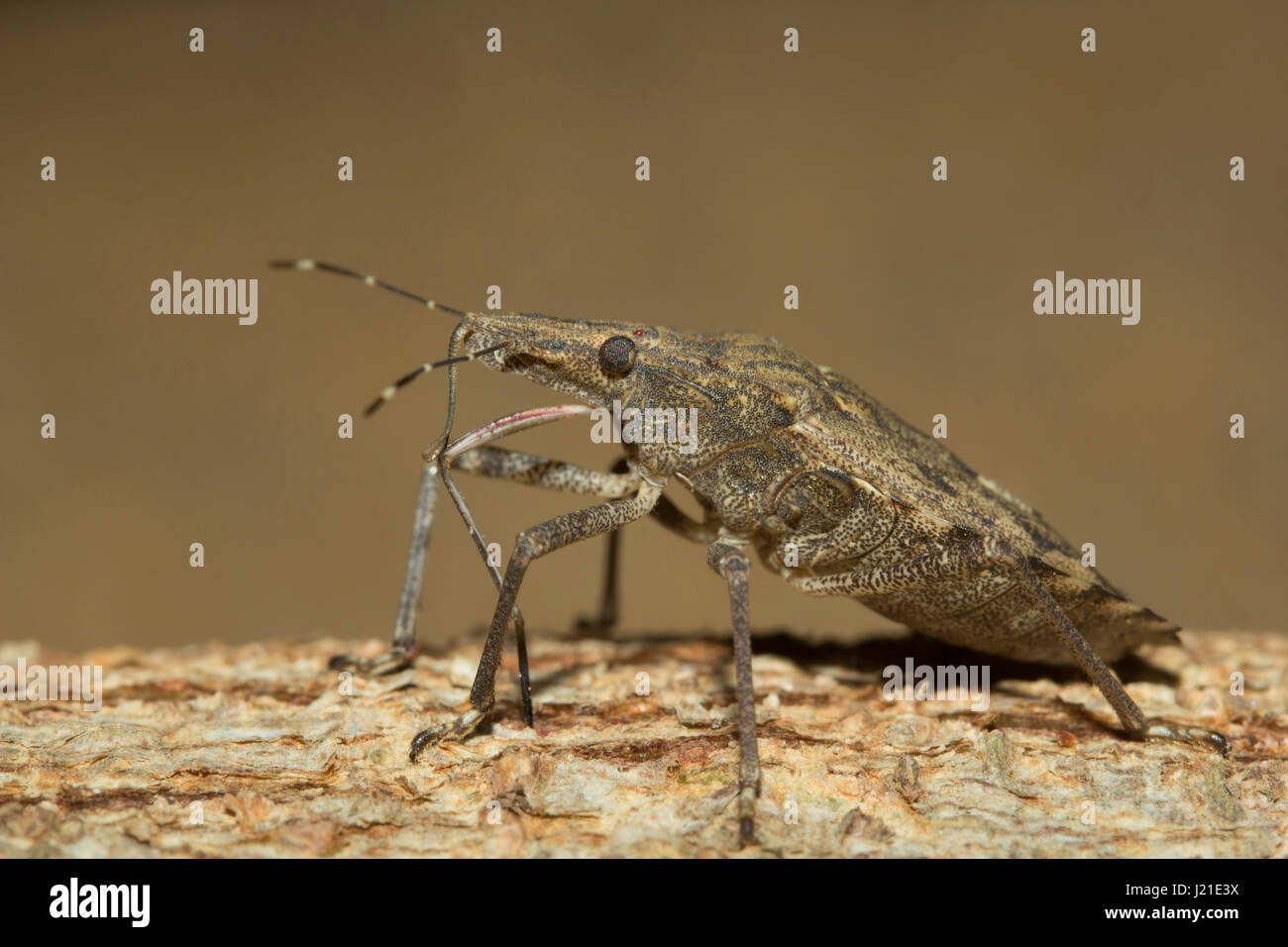 Assassin Bugs, Aarey Milch Kolonie Indien. Assassin-Bugs sind räuberische Insekten der Familie Reduviidae. Diese Hinterhalt Raubtiere finden sich häufig in garde Stockfoto