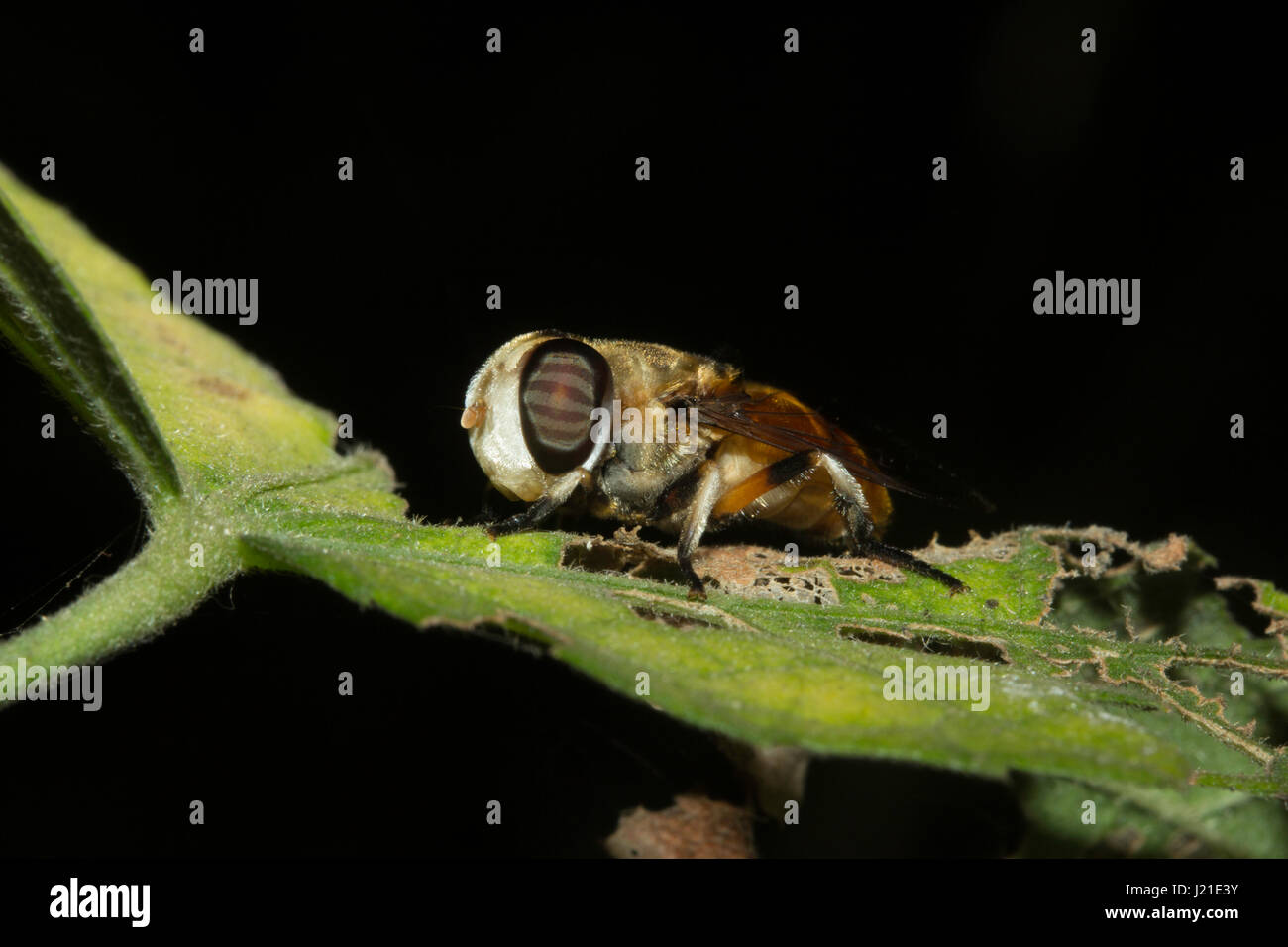 Fliegen, nicht identifizierte, Aarey Milch Kolonie, Indien. Fliegen gehören zu ihren Auftrag Diptera von Insekten. Der Name entsteht Dipteren von Grün Worte 'di' Bedeutung Stockfoto