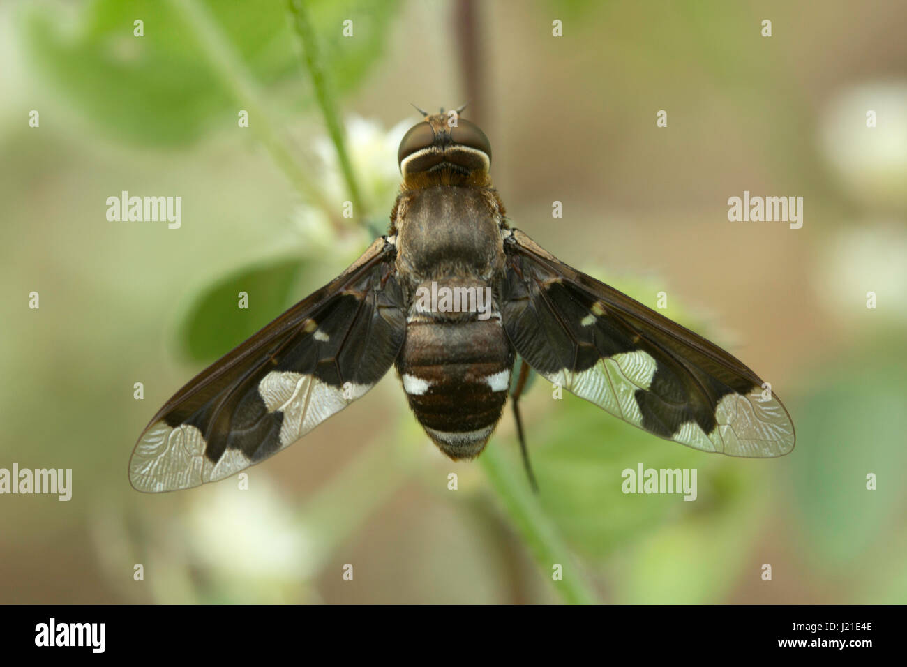 Fliegen, nicht identifizierte, Aarey Milch Kolonie, Indien. Fliegen gehören zu ihren Auftrag Diptera von Insekten. Der Name entsteht Dipteren von Grün Worte 'di' Bedeutung Stockfoto