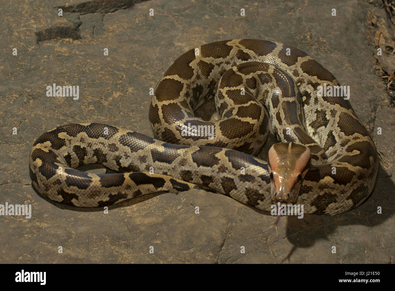 Indischer Rock Python, Python aus Aarey Milch Kolonie Indien. Stockfoto