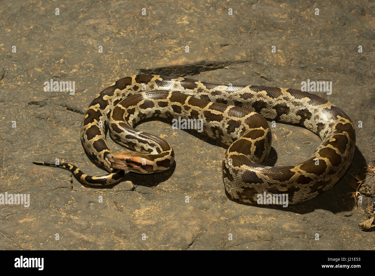 Indischer Rock Python, Python aus Aarey Milch Kolonie Indien. Stockfoto