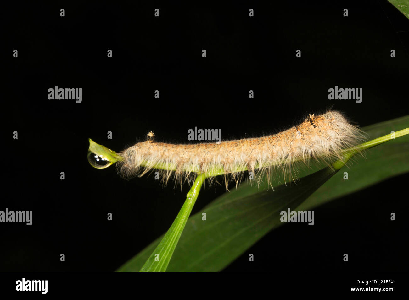 Palmking caterpillar, Amathusia phidippus Moth caterpillar, Aarey Milk Colony, INDIEN. Stockfoto