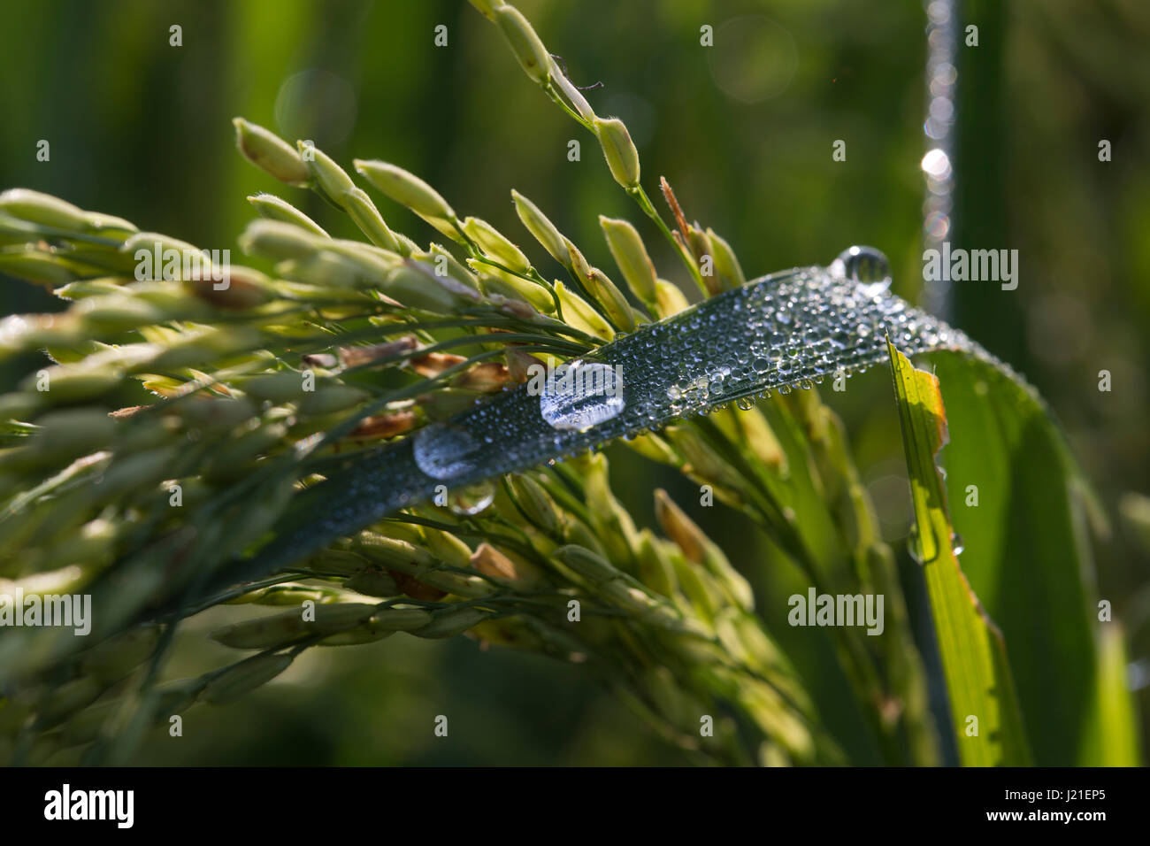 Tautropfen auf Paddy Garben in Dhaka, Bangladesch. Stockfoto