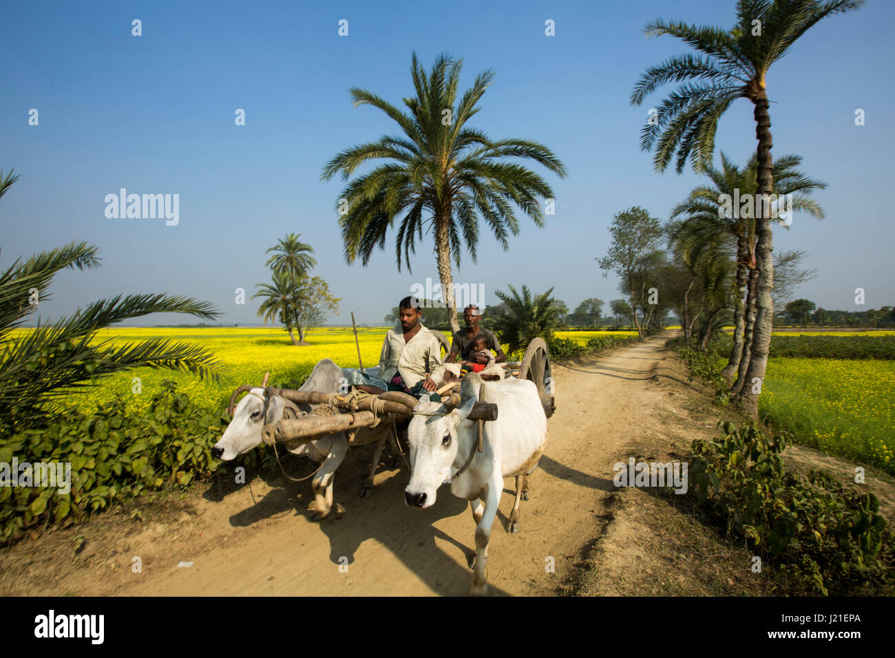 Ein Mann fährt eine Ochsekarre auf der ländlichen Feldweg in Jessore, Bangladesch. Stockfoto