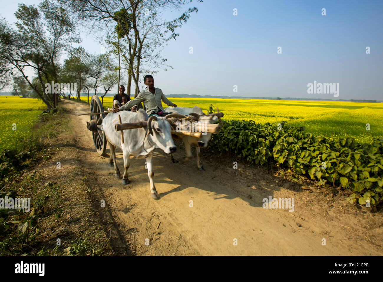 Ein Mann fährt eine Ochsekarre auf der ländlichen Feldweg in Jessore, Bangladesch. Stockfoto