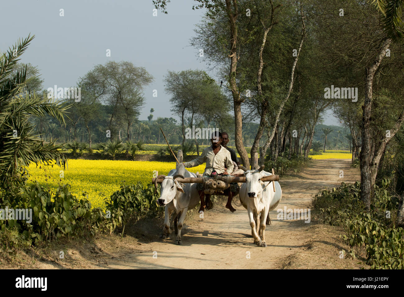 Ein Mann fährt eine Ochsekarre auf der ländlichen Feldweg in Jessore, Bangladesch. Stockfoto