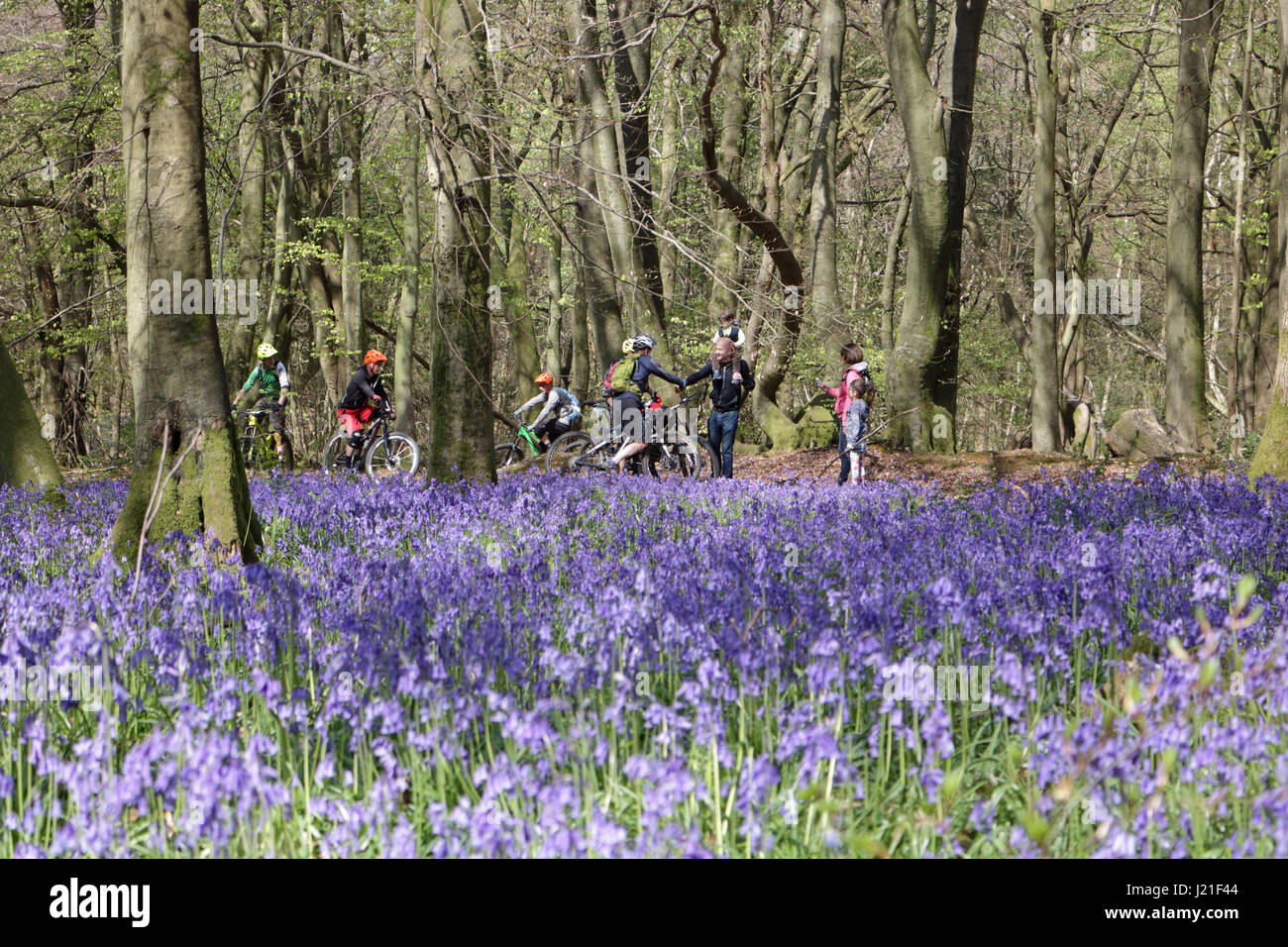 Effingham Surrey, UK. 23. April 2017. Die Glockenblumen sind an ihrer Spitze am alten Simm Wäldchen in der Nähe von Effingham Surrey, einen schönen duftenden Teppich blau unter den Bäumen zu schaffen. Dies ist eine alte Waldgebiet von hauptsächlich Buche und Splitter Birken wo die traditionellen englischen Glockenblumen gedeihen. Bildnachweis: Julia Gavin UK/Alamy Live-Nachrichten Stockfoto