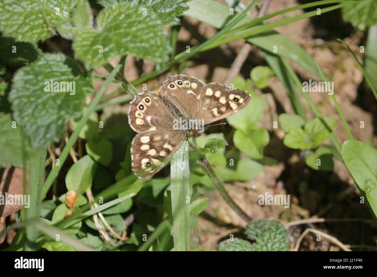 Effingham Surrey, UK. 23. April 2017. Ein gesprenkelten Holz Schmetterling am alten Simm Wäldchen in der Nähe von Effingham Surrey. Bildnachweis: Julia Gavin UK/Alamy Live-Nachrichten Stockfoto