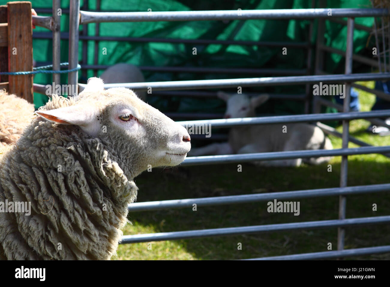 Leeds, UK. 23. April 2017. Denn weiter diesem Morgen St George Parade in Morley in der Nähe von Leeds, West Yorkshire die Feierlichkeiten auf dem lokalen Rugby und Cricket-Gelände. Es gab jede Menge Unterhaltung mit Krieg Nachstellungen, Displays und Kleinvieh um nur einige zu nennen. Aufgenommen am 23. April 2017. Bildnachweis: Victoria Gardner/Alamy Live-Nachrichten Stockfoto