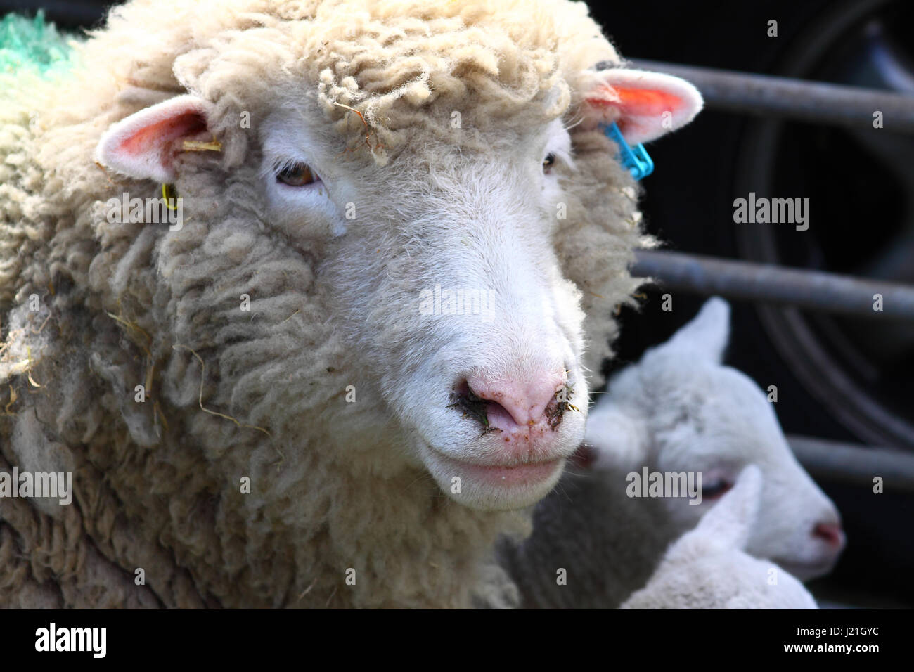 Leeds, UK. 23. April 2017. Denn weiter diesem Morgen St George Parade in Morley in der Nähe von Leeds, West Yorkshire die Feierlichkeiten auf dem lokalen Rugby und Cricket-Gelände. Es gab jede Menge Unterhaltung mit Krieg Nachstellungen, Displays und Kleinvieh um nur einige zu nennen. Aufgenommen am 23. April 2017. Bildnachweis: Victoria Gardner/Alamy Live-Nachrichten Stockfoto