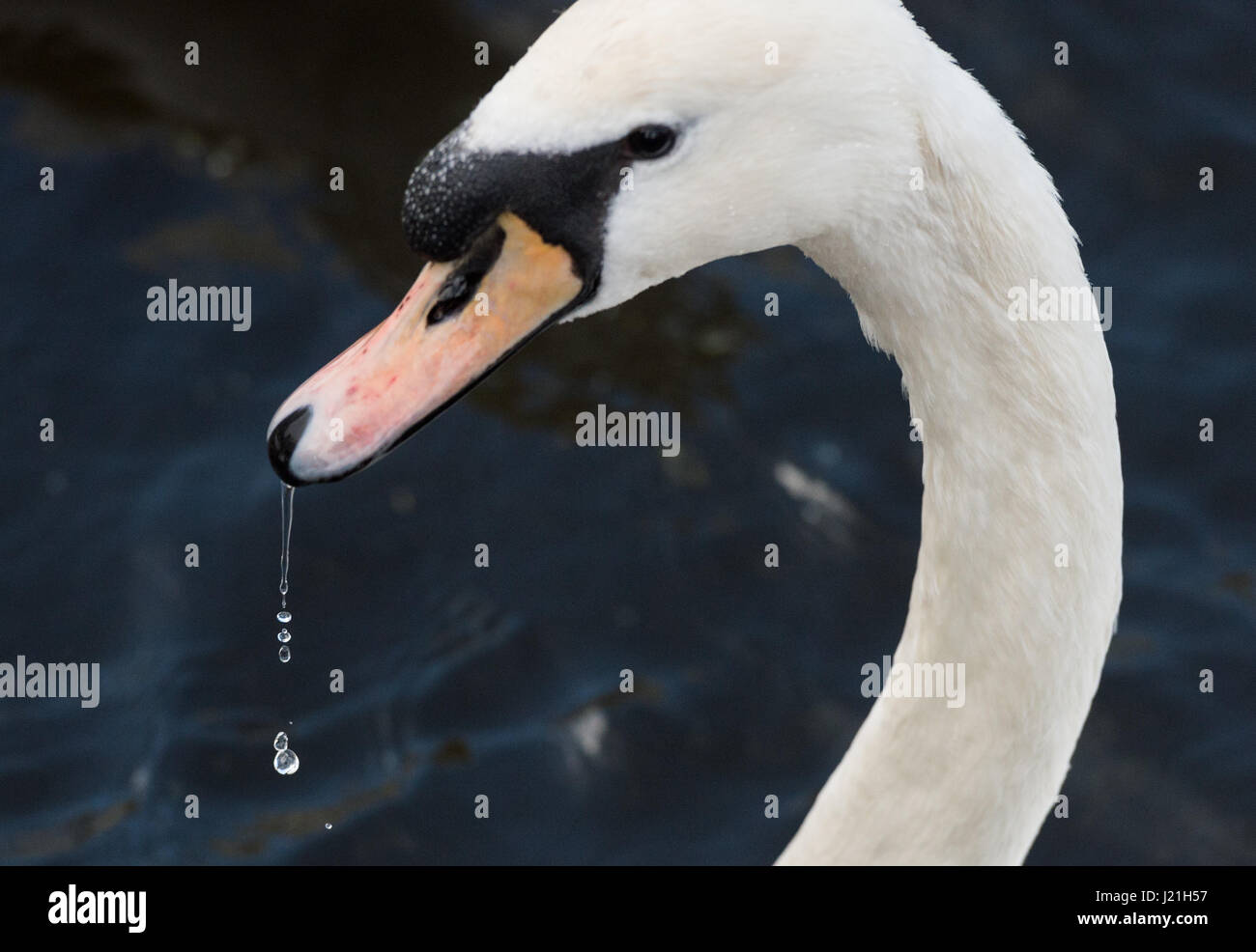 Wasser Tropft Aus Der Nase www.alamy.de