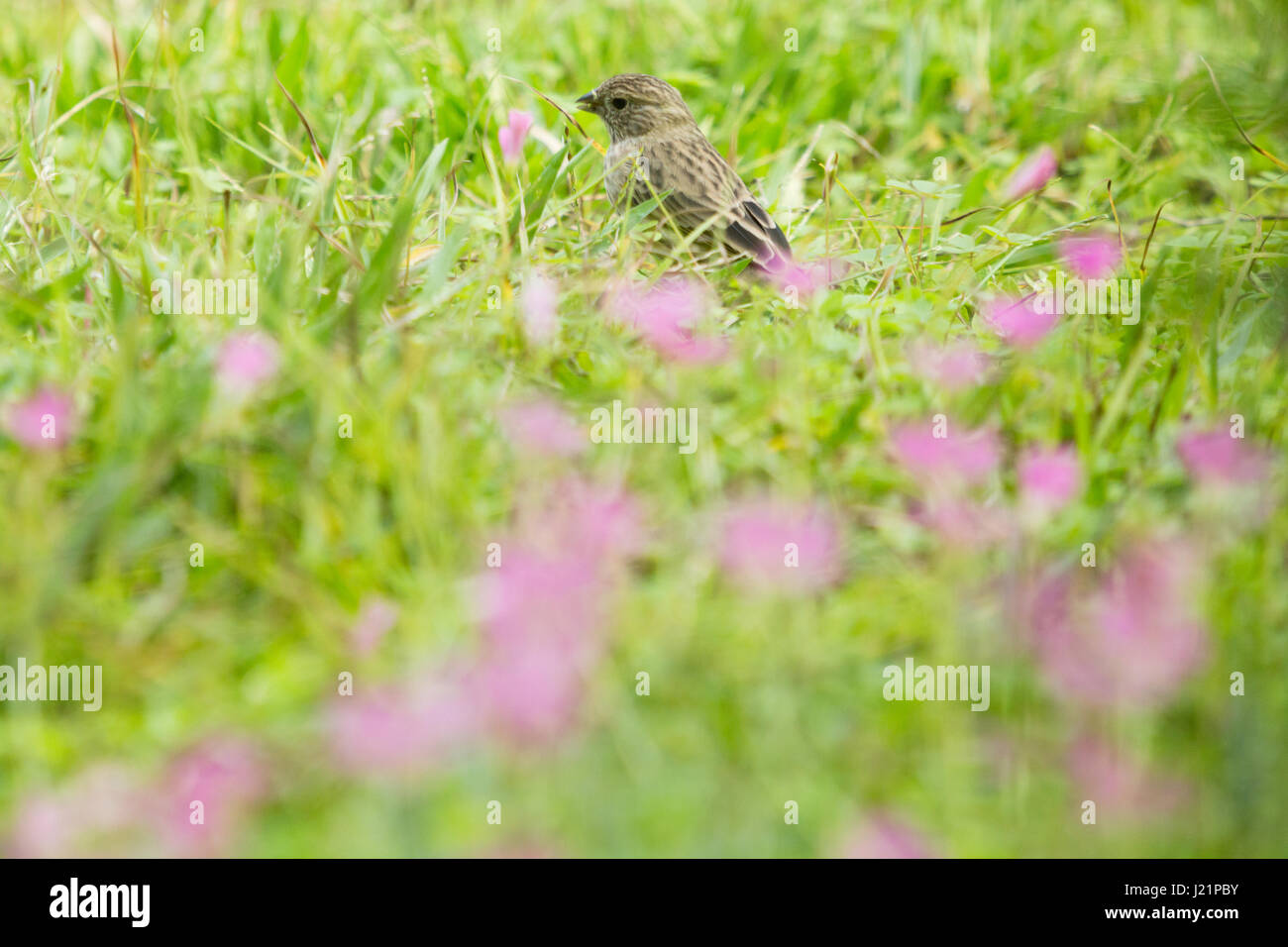 Asuncion, Paraguay. 23. April 2017. Teilweise bewölkt mit sonnigen Abschnitten in Asuncion wie Safran Finch (Sicalis Flaveola) ernährt sich von Rasen Boden mit rosa Sauerklee (Oxalis Gliedertiere) Blumen bedeckt, ist in sonnigen Pause in Paraguays Hauptstadt gesehen. Bildnachweis: Andre M. Chang/ARDUOPRESS/Alamy Live-Nachrichten Stockfoto