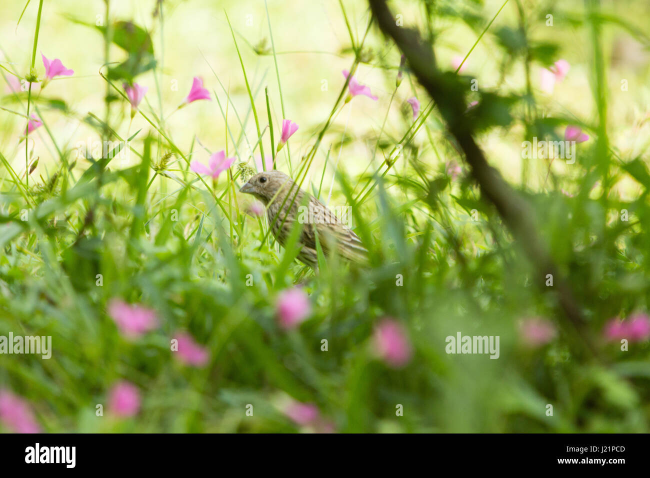 Asuncion, Paraguay. 23. April 2017. Teilweise bewölkt mit sonnigen Abschnitten in Asuncion wie Safran Finch (Sicalis Flaveola) ernährt sich von Rasen Boden mit rosa Sauerklee (Oxalis Gliedertiere) Blumen bedeckt, ist in sonnigen Pause in Paraguays Hauptstadt gesehen. Bildnachweis: Andre M. Chang/ARDUOPRESS/Alamy Live-Nachrichten Stockfoto