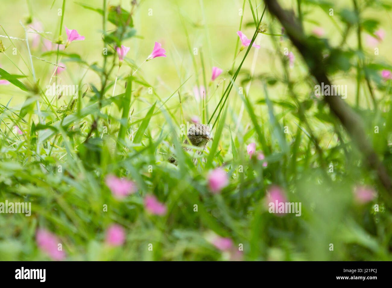 Asuncion, Paraguay. 23. April 2017. Teilweise bewölkt mit sonnigen Abschnitten in Asuncion wie Safran Finch (Sicalis Flaveola) ernährt sich von Rasen Boden mit rosa Sauerklee (Oxalis Gliedertiere) Blumen bedeckt, ist in sonnigen Pause in Paraguays Hauptstadt gesehen. Bildnachweis: Andre M. Chang/ARDUOPRESS/Alamy Live-Nachrichten Stockfoto