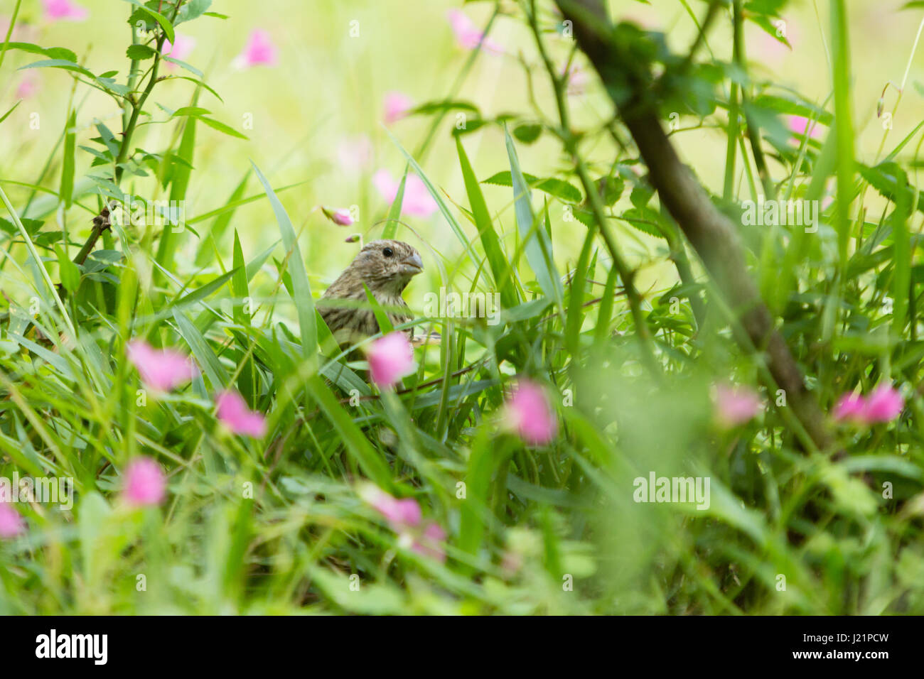 Asuncion, Paraguay. 23. April 2017. Teilweise bewölkt mit sonnigen Abschnitten in Asuncion wie Safran Finch (Sicalis Flaveola) ernährt sich von Rasen Boden mit rosa Sauerklee (Oxalis Gliedertiere) Blumen bedeckt, ist in sonnigen Pause in Paraguays Hauptstadt gesehen. Bildnachweis: Andre M. Chang/ARDUOPRESS/Alamy Live-Nachrichten Stockfoto