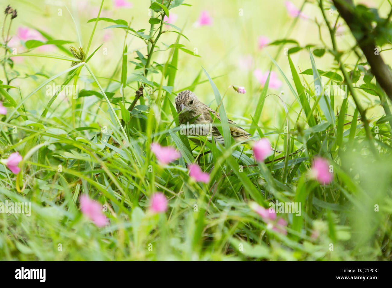 Asuncion, Paraguay. 23. April 2017. Teilweise bewölkt mit sonnigen Abschnitten in Asuncion wie Safran Finch (Sicalis Flaveola) ernährt sich von Rasen Boden mit rosa Sauerklee (Oxalis Gliedertiere) Blumen bedeckt, ist in sonnigen Pause in Paraguays Hauptstadt gesehen. Bildnachweis: Andre M. Chang/ARDUOPRESS/Alamy Live-Nachrichten Stockfoto