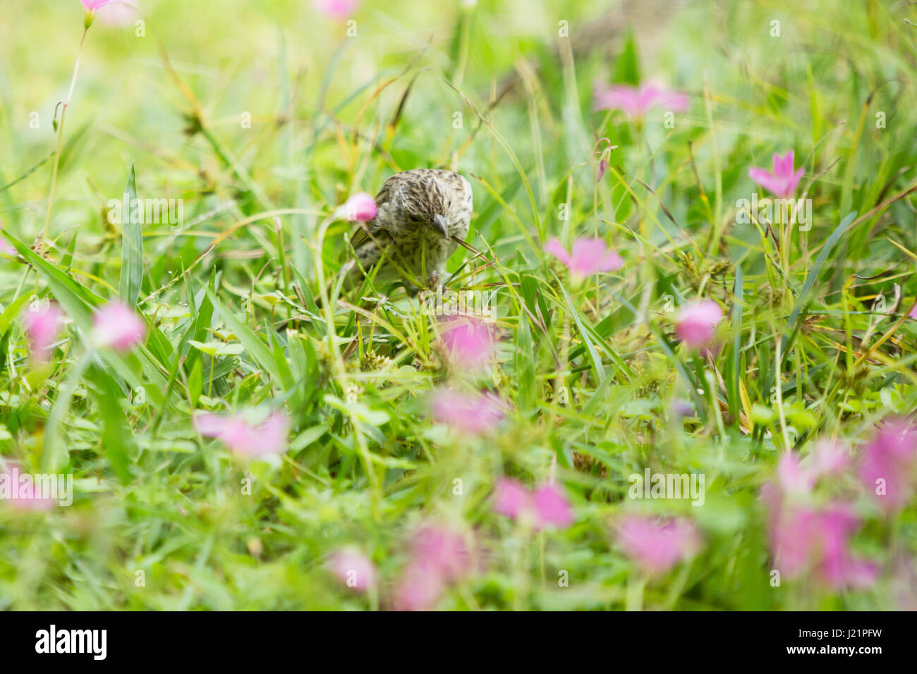 Asuncion, Paraguay. 23. April 2017. Teilweise bewölkt mit sonnigen Abschnitten in Asuncion wie Safran Finch (Sicalis Flaveola) ernährt sich von Rasen Boden mit rosa Sauerklee (Oxalis Gliedertiere) Blumen bedeckt, ist in sonnigen Pause in Paraguays Hauptstadt gesehen. Bildnachweis: Andre M. Chang/ARDUOPRESS/Alamy Live-Nachrichten Stockfoto