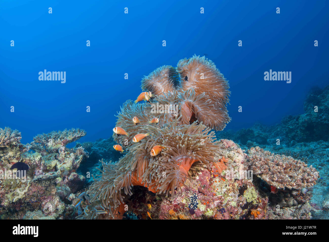 19. März 2017 - Fischschwarm Malediven Anemonenfische (Amphiprion Nigripes) schwimmen in der Nähe von rosa Anemone, Indischer Ozean, Malediven Credit: Andrei Nekrassow/ZUMA Wire/ZUMAPRESS.com/Alamy Live News Stockfoto