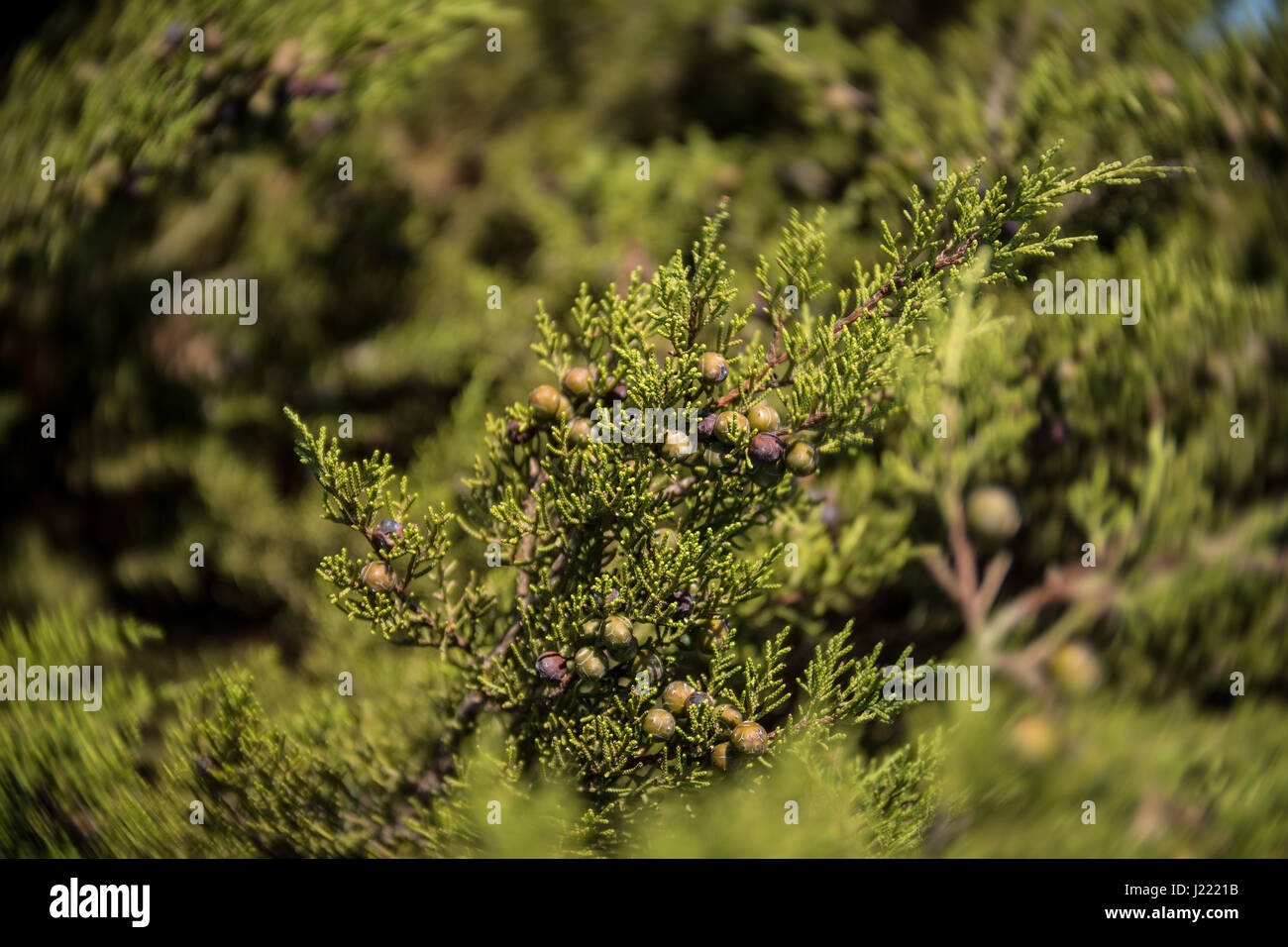 Phönizische Wacholder Busch oder Arar (Juniperus Phönizien) mit Beeren auf der Küste von Capo Mannu, Sardinien. Nahaufnahme von Beeren an einem sonnigen Tag. Stockfoto