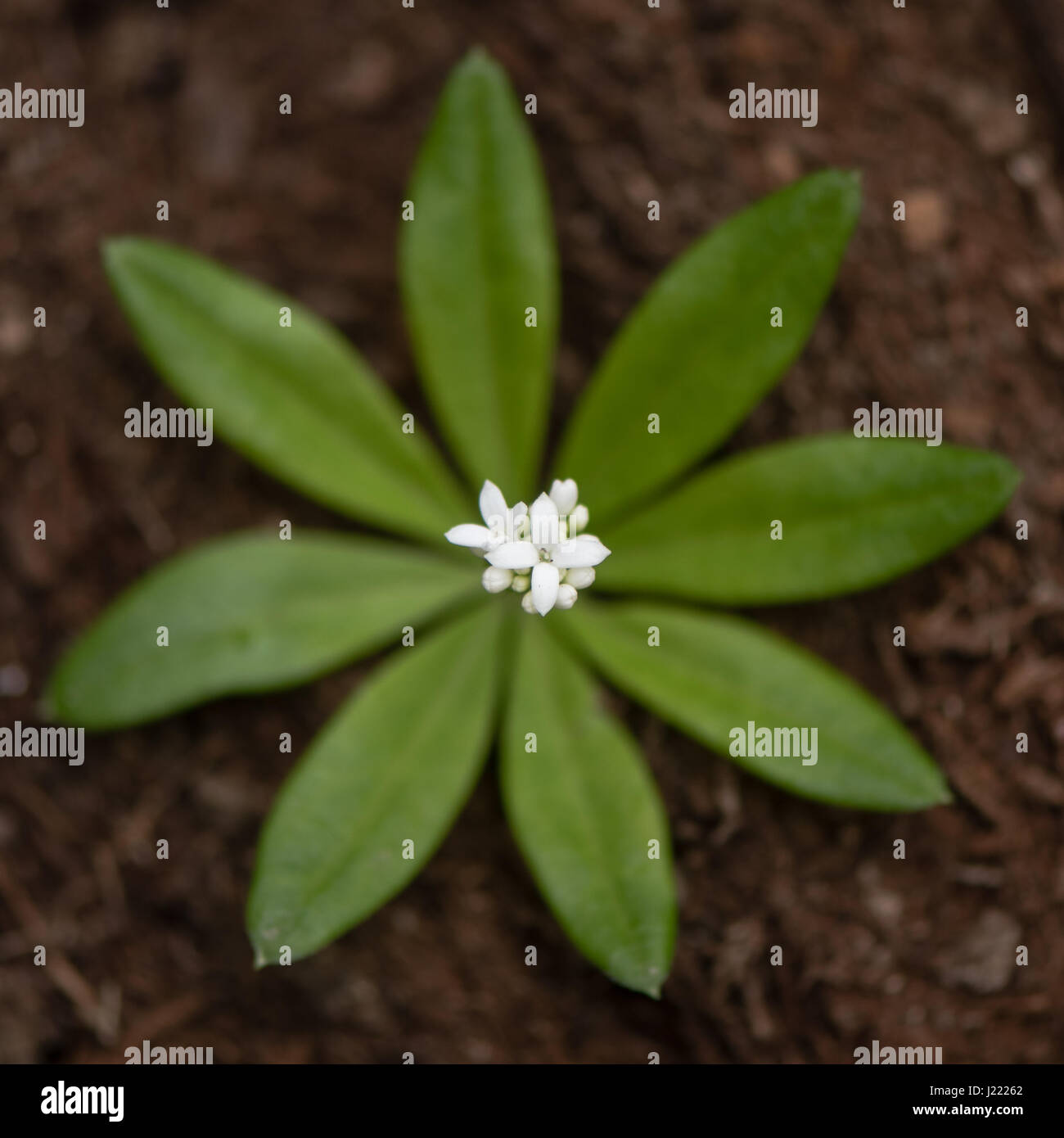 Waldmeister (Galium Odoratum) Blüten und Blätter von oben weißen Blütenstand von niedrig wachsenden Wald Labkraut in der Familie Rubiaceae, mit Blatt Quirl Stockfoto
