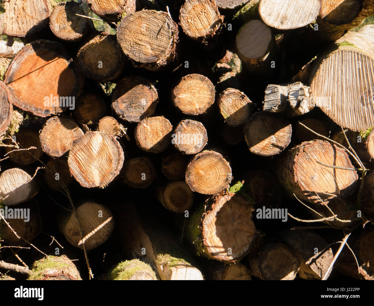 Eine Nahaufnahme von frisch geschnittenem Holz Protokolle Stockfoto