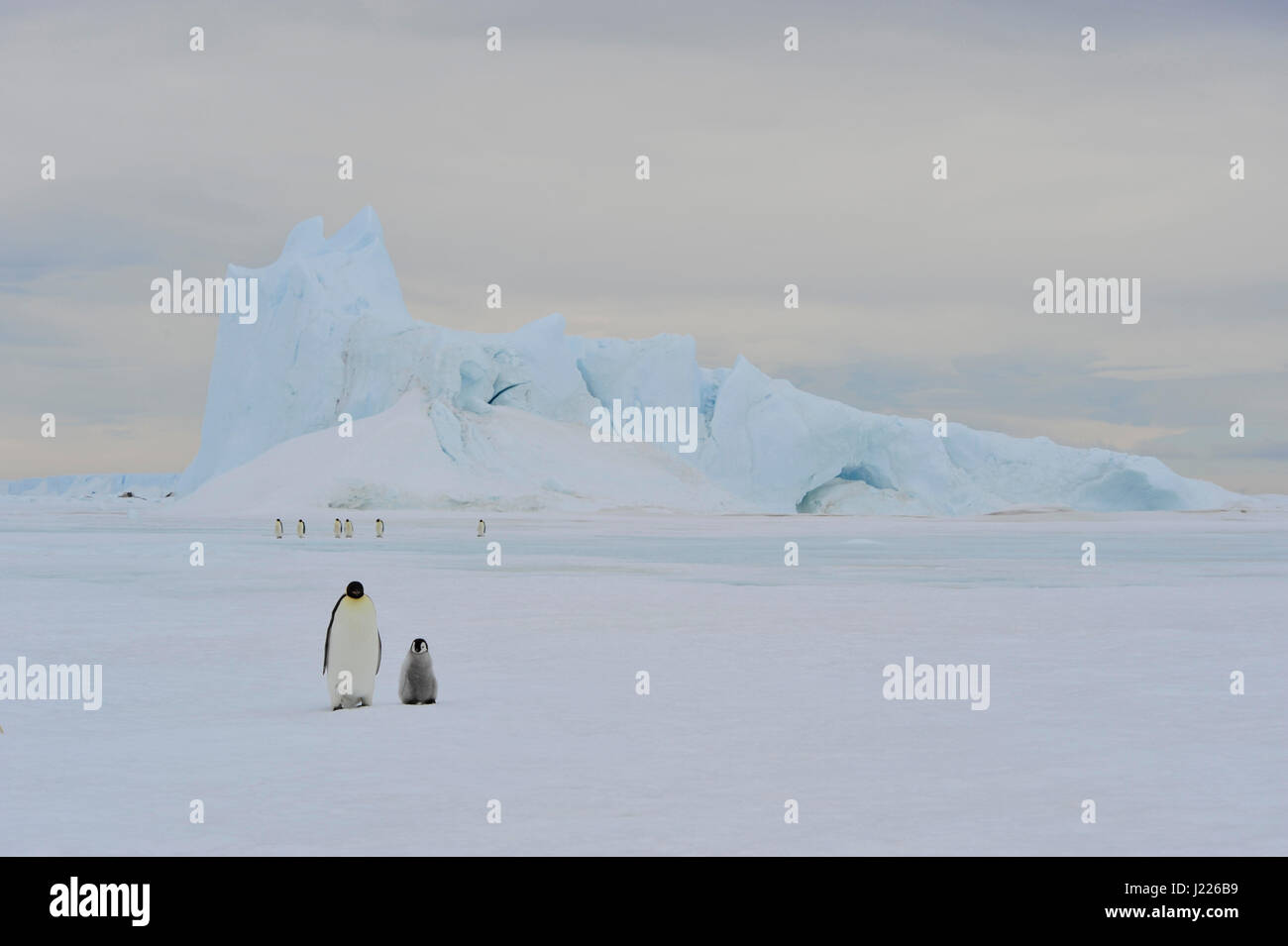Kaiserpinguine auf dem Eis Stockfoto