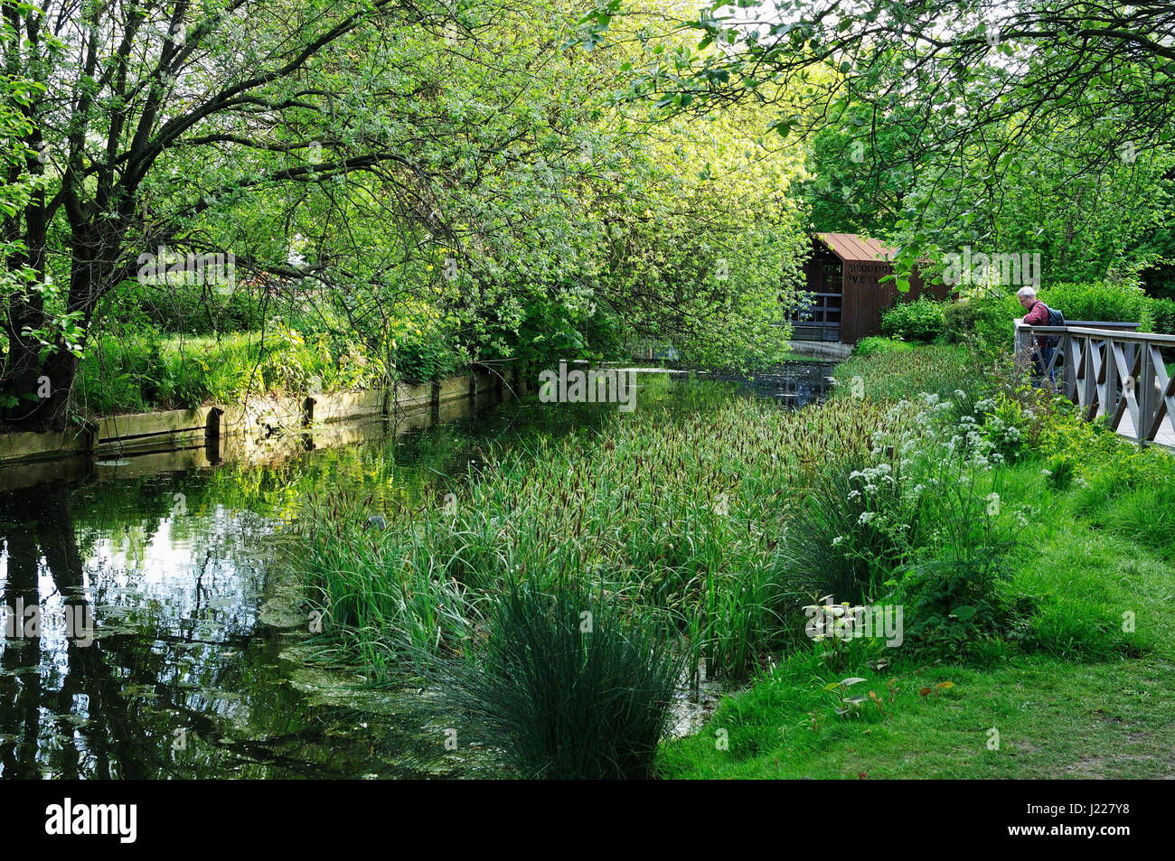 Woodberry Feuchtgebiete Naturschutzgebiet, Nord-London-UK Stockfoto