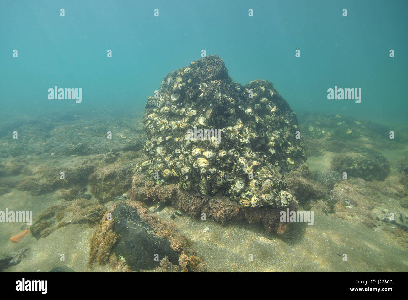 Dunklem vulkanischem Gestein bedeckt mit Pacific Austernschalen auf flachem Boden in der Gezeitenzone in Küstennähe. Stockfoto