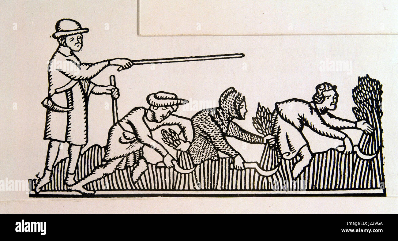 Mittelalterliche Zeit. Ernte Hühneraugen im Feld. 13. Jahrhundert. Stockfoto