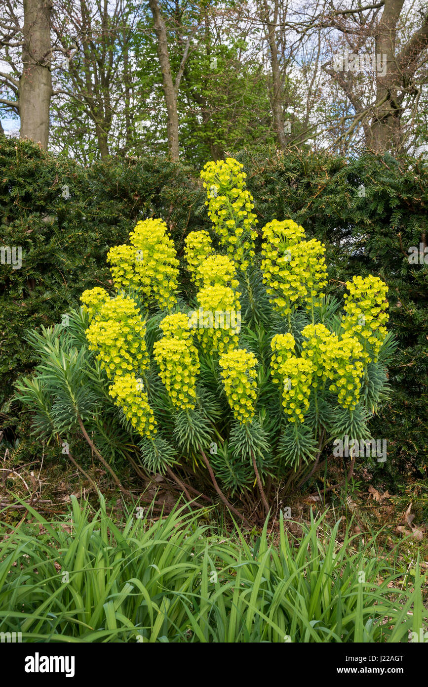 Euphorbia Characias Wulfenii, eine winterharte Pflanze mit lebendige grüne und gelbe Blüten im Frühjahr. Stockfoto