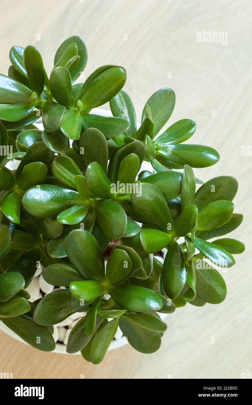 Zimmerpflanze Crassula Ovata jadeAnlage Geldbaum im weißen Topf