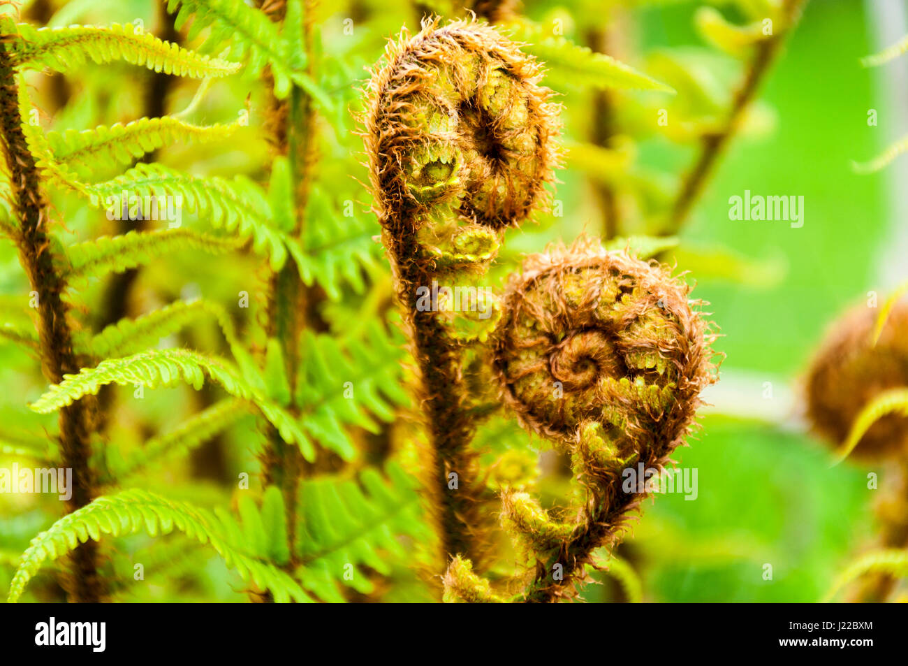 Pteridophyten cladoxylopsida psilotopsida equisetopsida sphenops -Fotos ...
