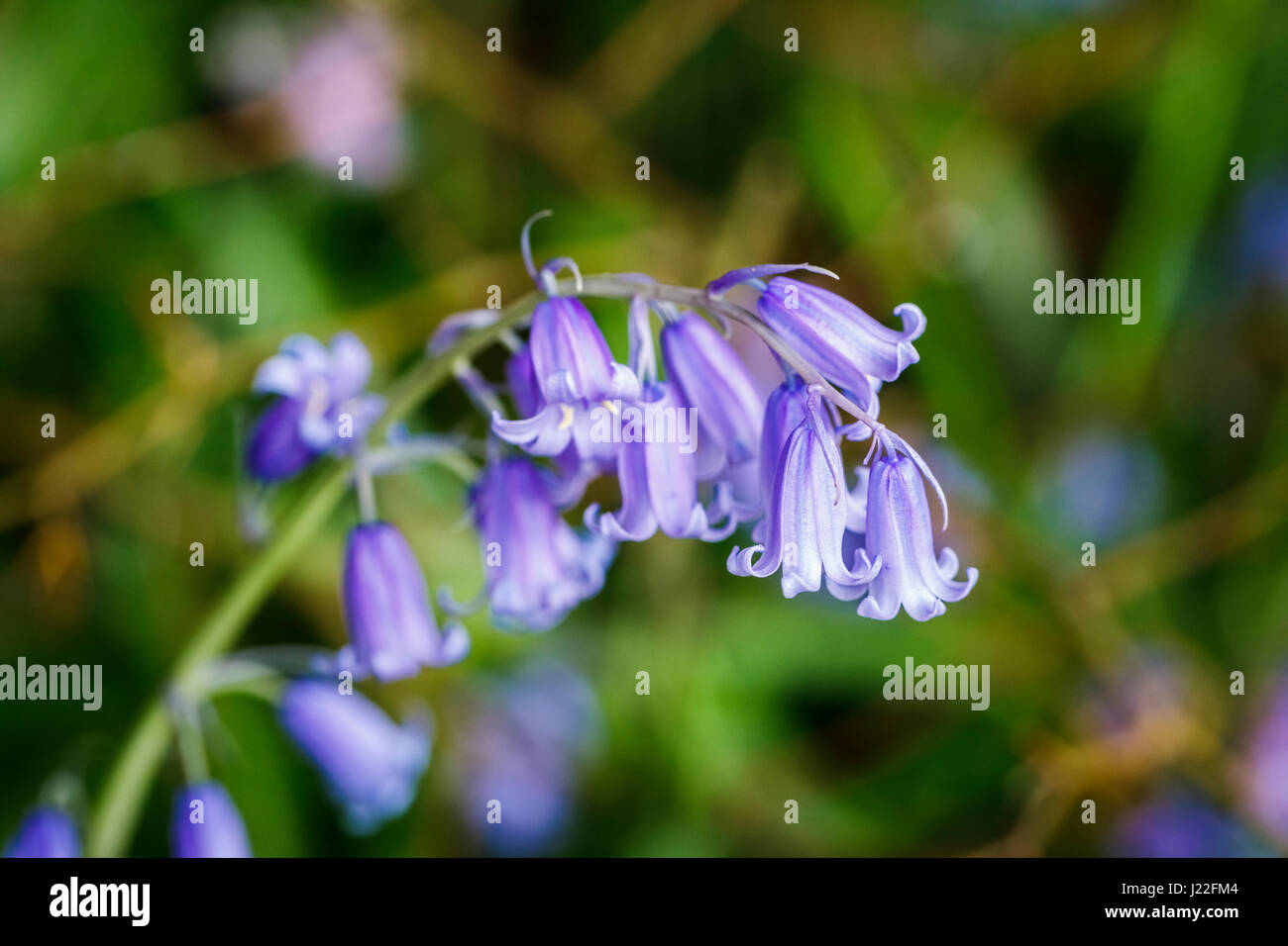 Blütenstand der Blütenhüllblätter des Endymion nicht-Scriptus, gemeinsamen englischen Glockenblume, Blüte in einem englischen Garten im Frühjahr in Surrey, Süd-Ost-England Stockfoto
