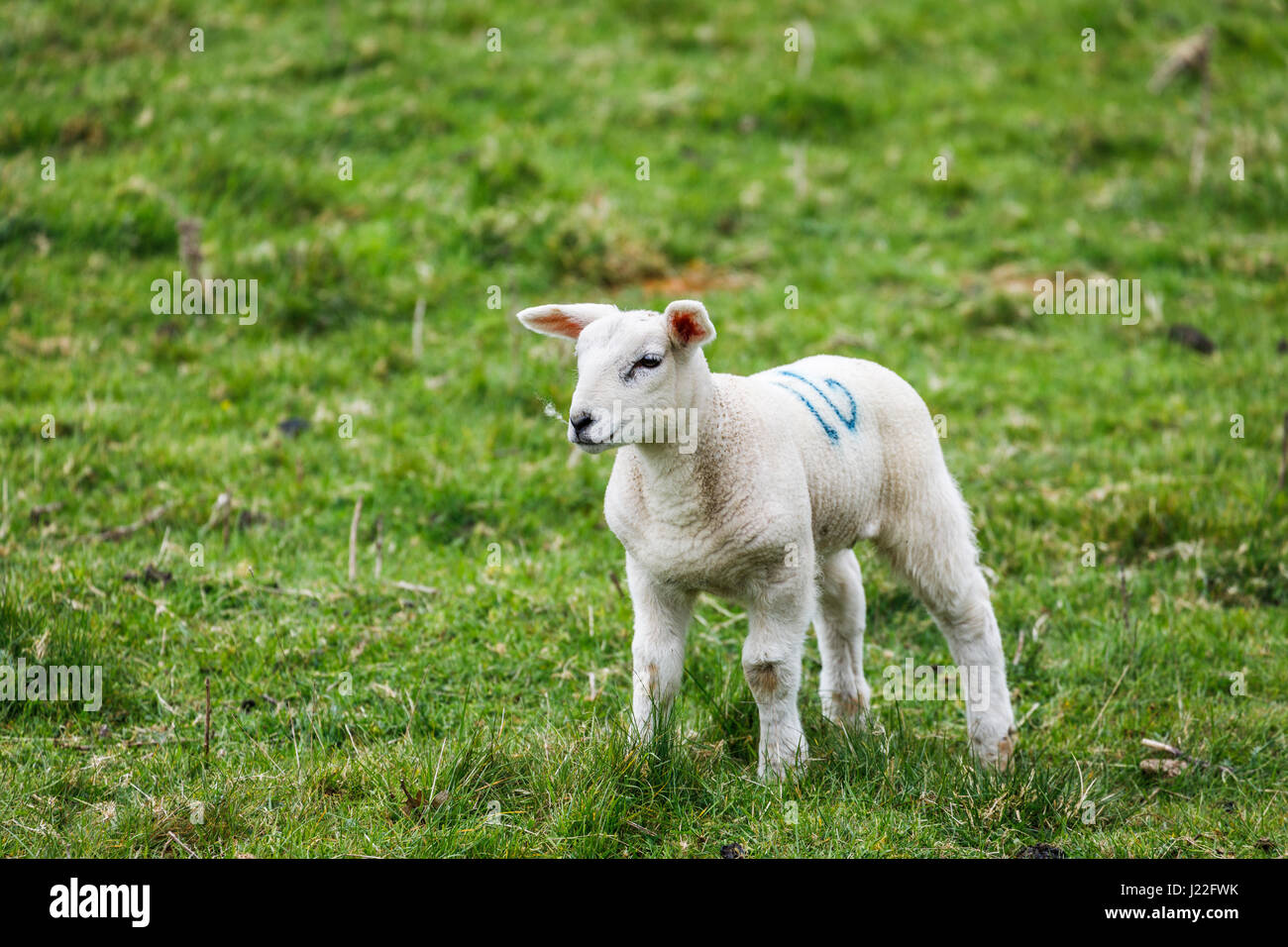 Tierhaltung Industrie im Vereinigten Königreich, Lämmer Saison: cute weißen Frühling Lamm stehend in einem Feld in ländlichen Gloucestershire, Südwest-England Stockfoto