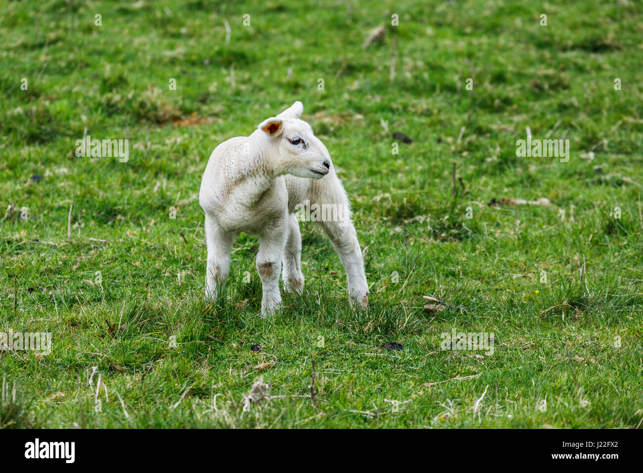 Tierhaltung Industrie im Vereinigten Königreich, Lämmer Saison: cute weißen Frühling Lamm stehend in einem Feld in ländlichen Gloucestershire, Südwest-England Stockfoto