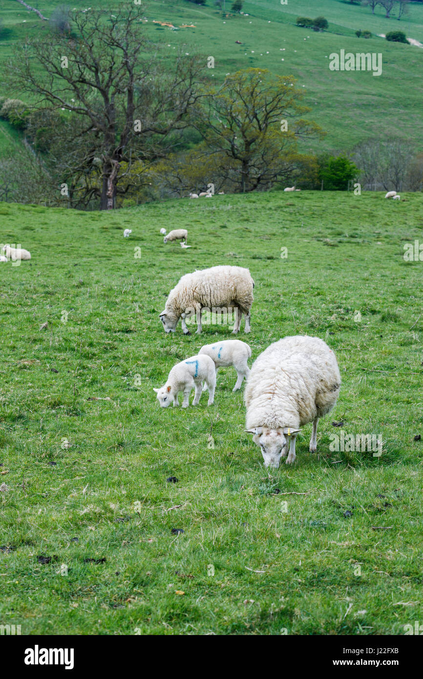 UK Tierhaltung Industrie, Lämmer Saison: weißes Schaf Frühjahr Lämmer grasen friedlich in einem Feld in ländlichen Gloucestershire, Südwest-England Stockfoto