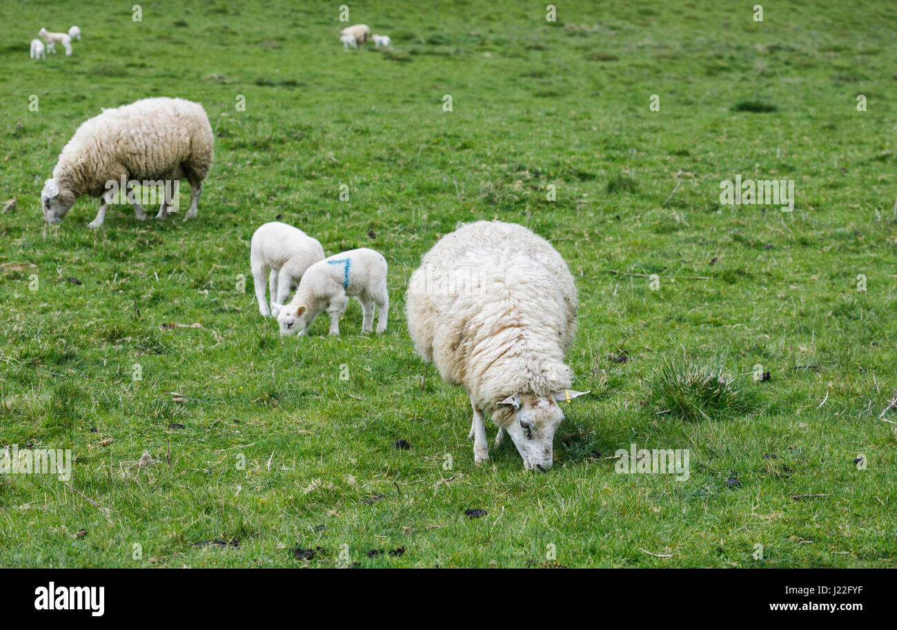 UK Tierhaltung Industrie, Lämmer Saison: weißes Schaf Frühjahr Lämmer grasen friedlich in einem Feld in ländlichen Gloucestershire, Südwest-England Stockfoto