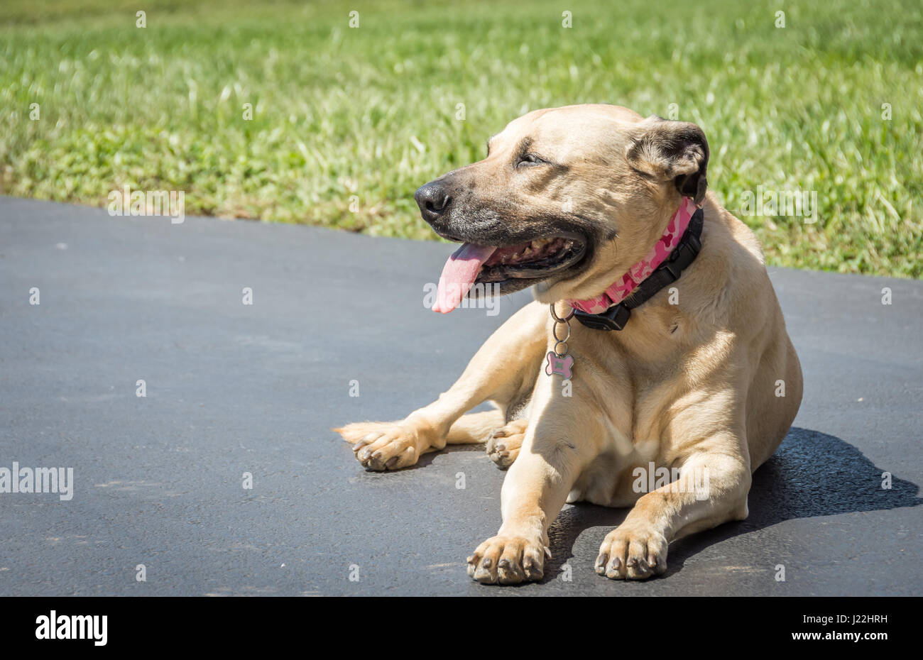 Ein englischer Mastiff / Deutsche Dogge Mix (auch bekannt als Daniff oder Mastidane) Verlegung im Freien, lächelnd und in der Sonne aalen. Stockfoto