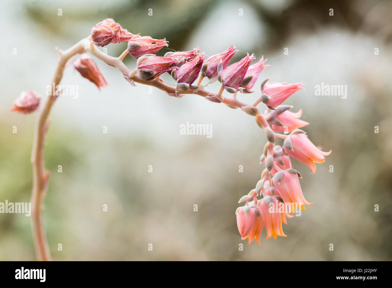 Blühende Blumen einer echeveria Lilacina. Eine Pflanze in der Familie der Crassulaceae. Stockfoto