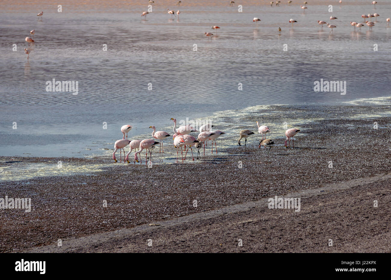 Flamingos in der Laguna Colorada (rote Lagune) Bolivean Altiplano - Abteilung Potosi, Bolivien Stockfoto