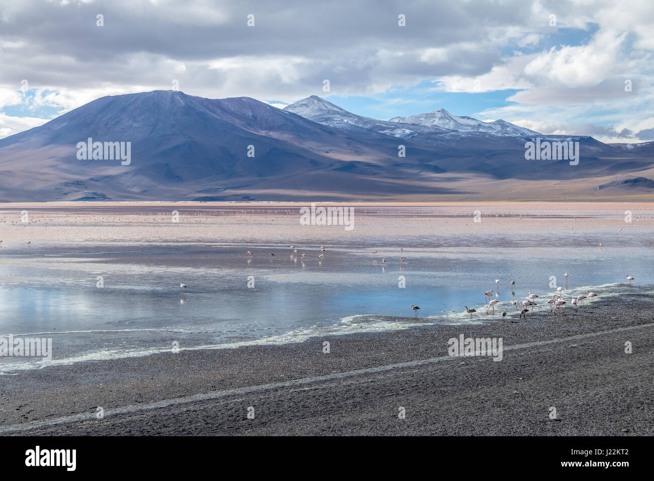 Laguna Colorada (rote Lagune) Bolivean Altiplano - Abteilung Potosi, Bolivien Stockfoto