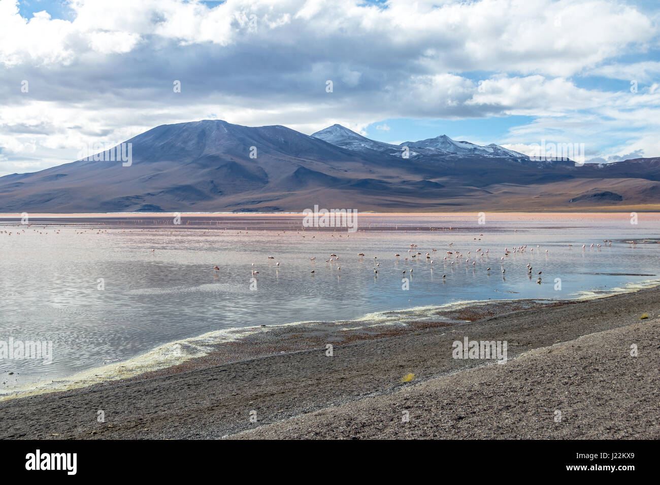 Laguna Colorada (rote Lagune) Bolivean Altiplano - Abteilung Potosi, Bolivien Stockfoto