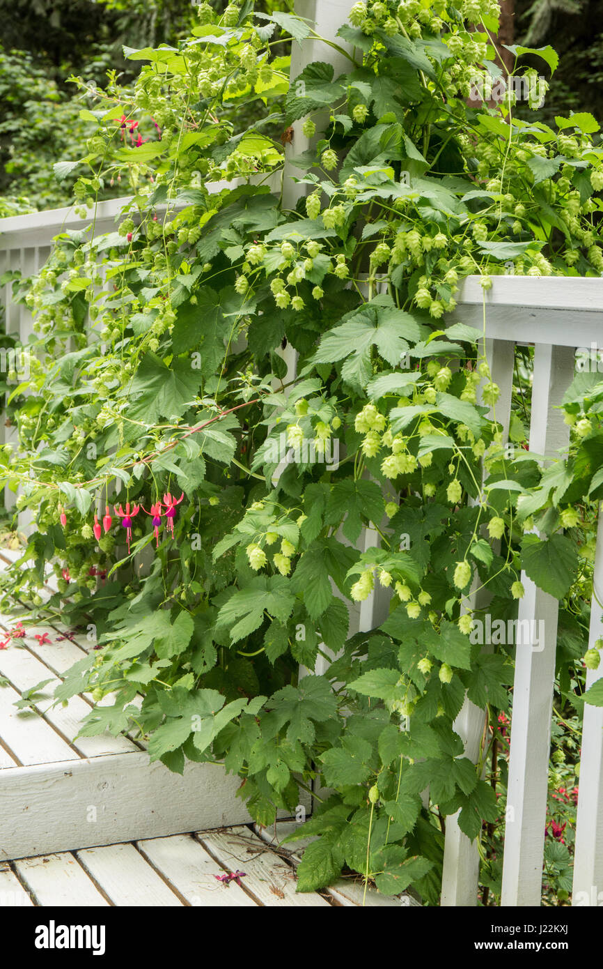 Hopfen-Pflanze mit Zapfen wächst als Kletterpflanze an der Seite der Haustreppe in Issaquah, Washington, USA Stockfoto