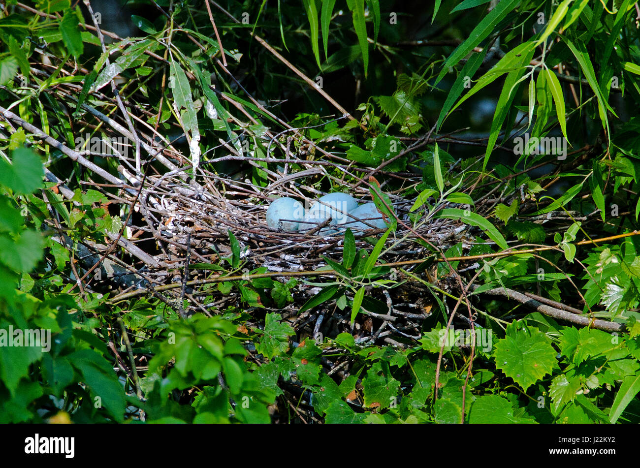 4 Eiern ein wenig Blue Heron schmiegen sich in einem nächsten in einer Kolonie auf Hilton Head Island, South Caroline. Stockfoto