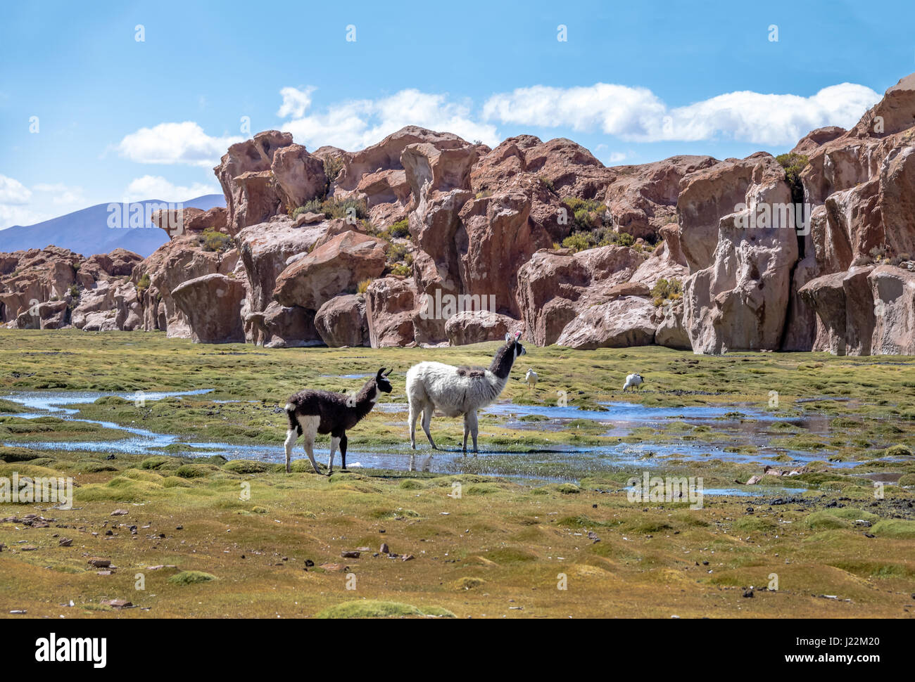Lamas in Bolivean Altiplano mit Felsformationen auf Hintergrund - Abteilung Potosi, Bolivien Stockfoto