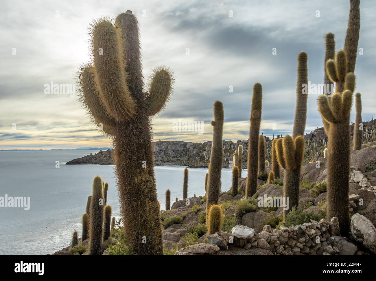 Incahuasi Kaktus Insel im Salar de Uyuni Salz flach - Abteilung Potosi, Bolivien Stockfoto