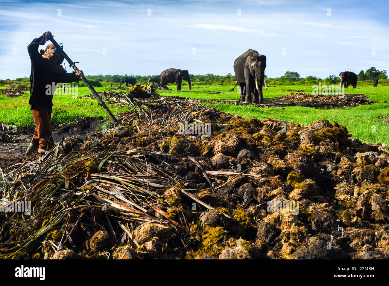 Ein Mitarbeiter, der im Sumatran Elephant Rehabilitation Center im Way Kambas National Park, Indonesien, Elefanten-Dungs leitet. Stockfoto