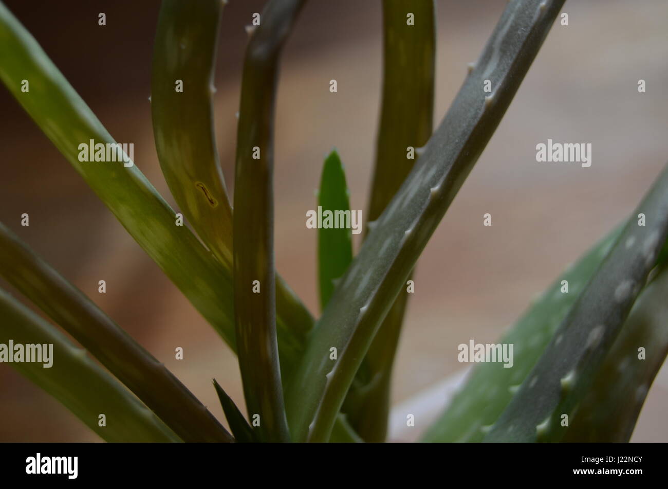 Aloe Vera Blätter Stockfoto