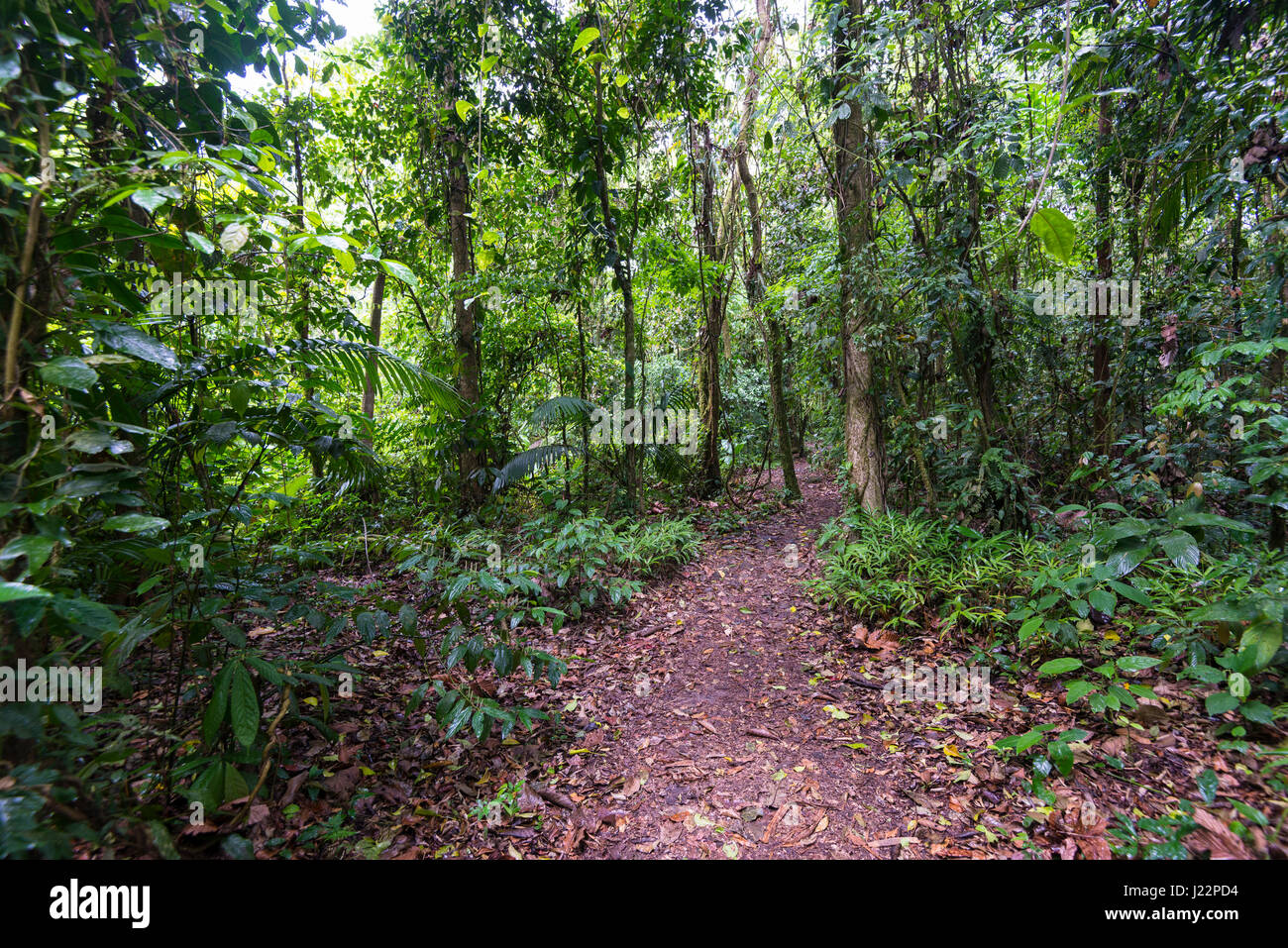 Wanderweg durch dichten Regenwald, Nationalpark Vulkan Arenal, der Provinz Alajuela, Costa Rica Stockfoto