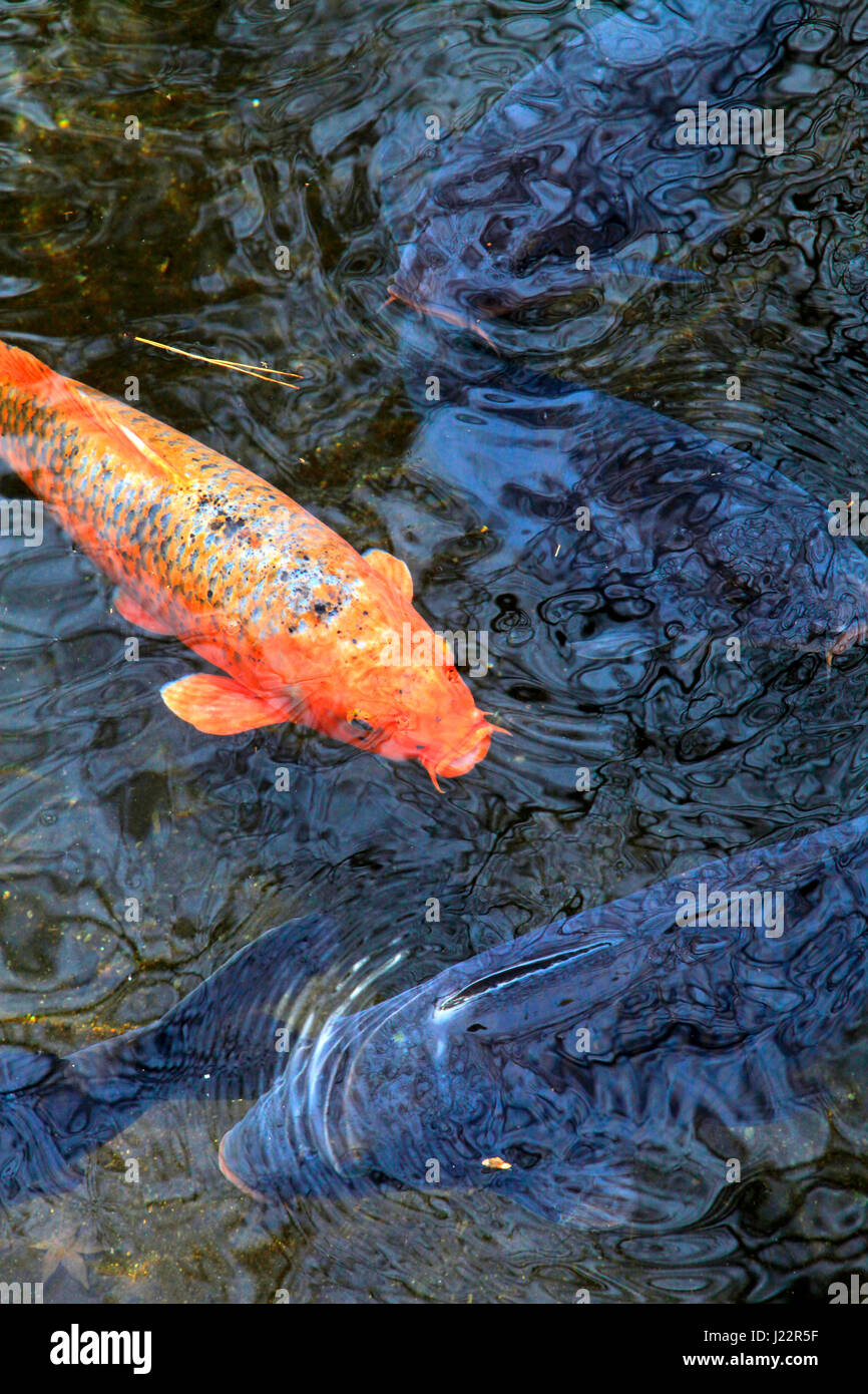 Karpfen in einem teich Fotos und Bildmaterial in hoher Auflösung Alamy